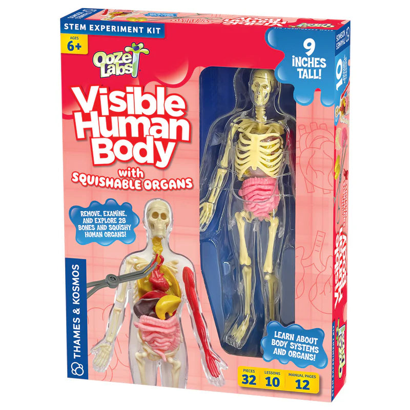 Ooze Labs: Visible Human Body